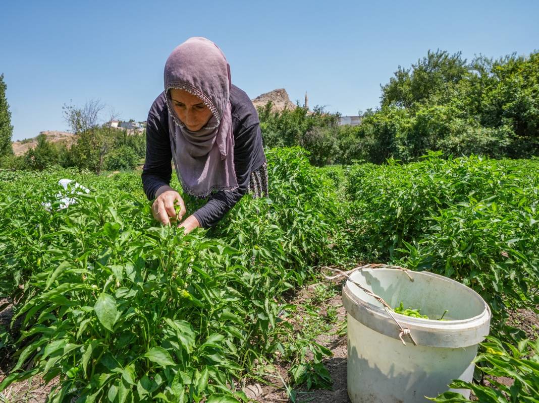 Sezonu geldi: Haftada 250 kilogramı Almanya ve İsviçre'ye yollanıyor 3